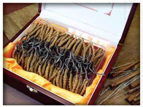 河池冬虫夏草回收